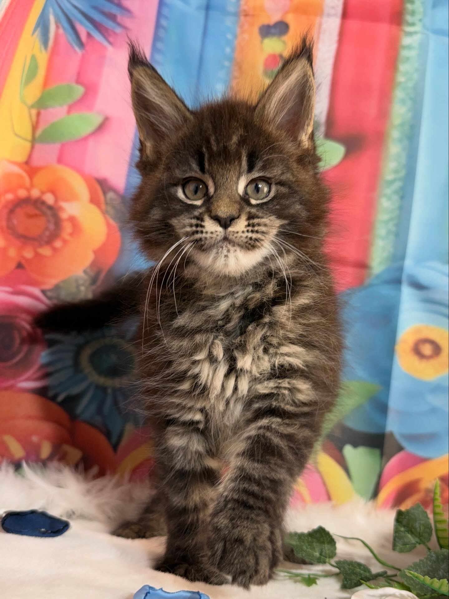 ❓🩷MYSTICA ALIAS’ EMPIRE🩷❓N23