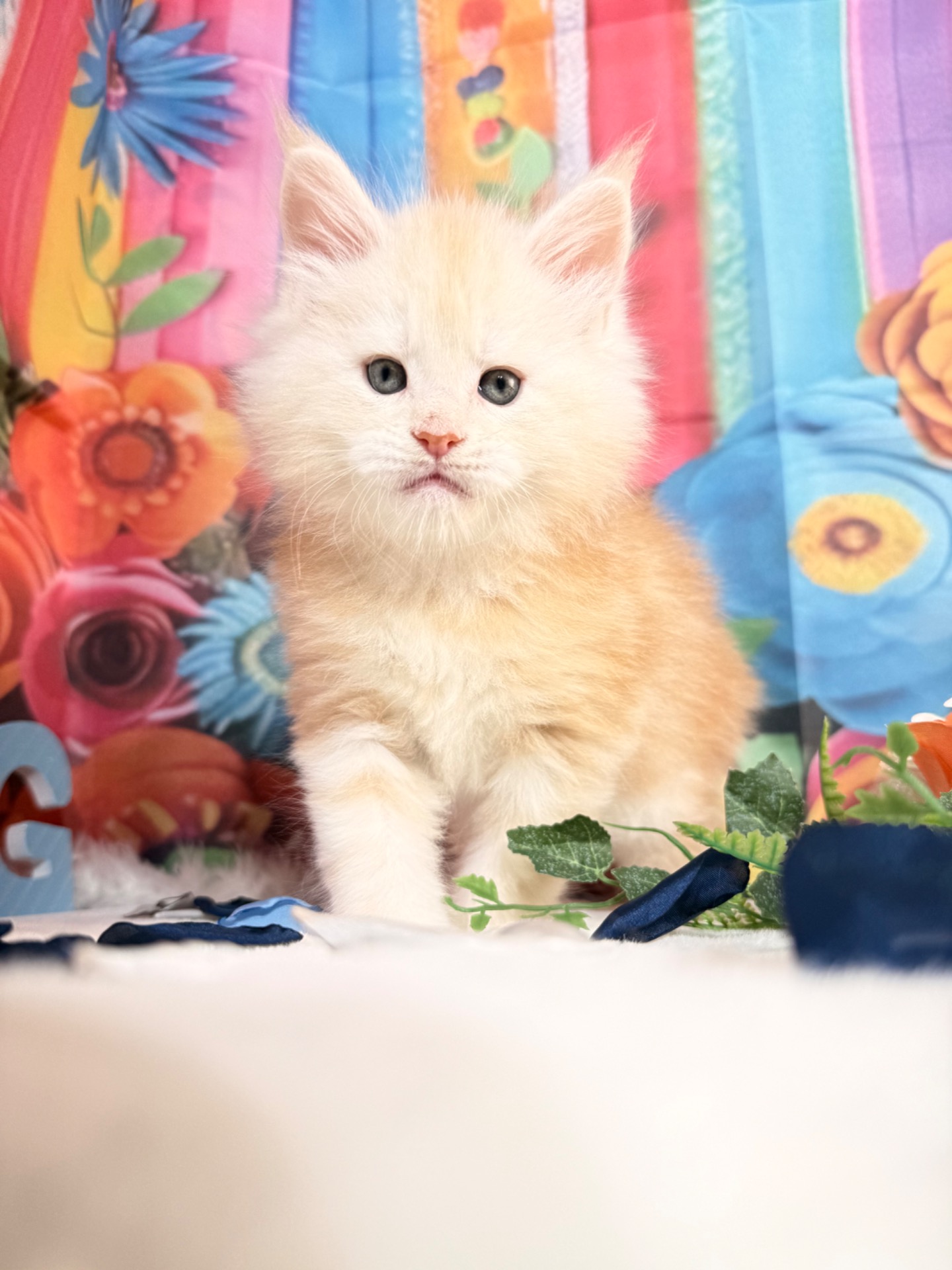 ⛔️💙ASLAN ALIAS’ EMPIRE💙⛔️ (ES22)