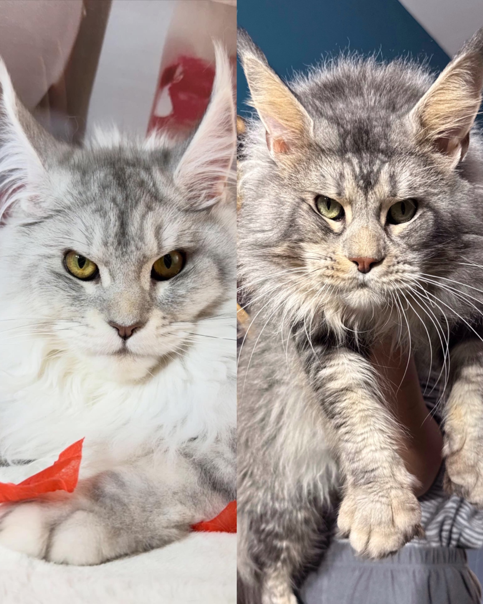 FELLON X DUTCH (9 giugno 2026) LITTER : “MORTAL KOMBAT”