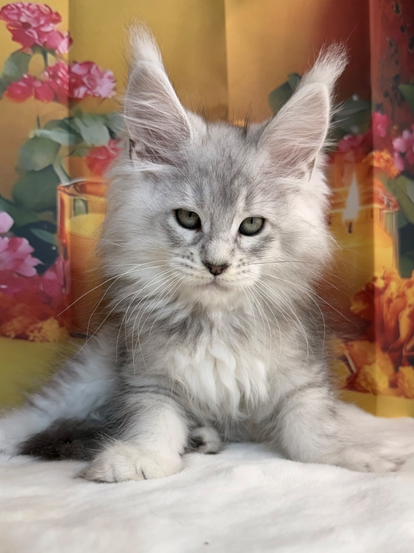 JOY TRIVIANI , 2.5 mesi (BLOOM X THUNDER)