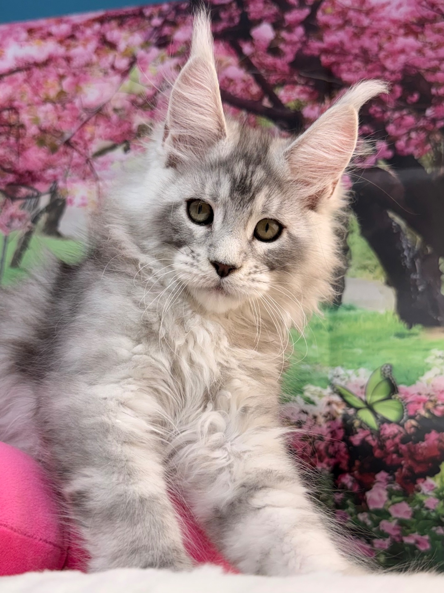 Zeus , 3 mesi (MOONLIGHT x HUNTER )