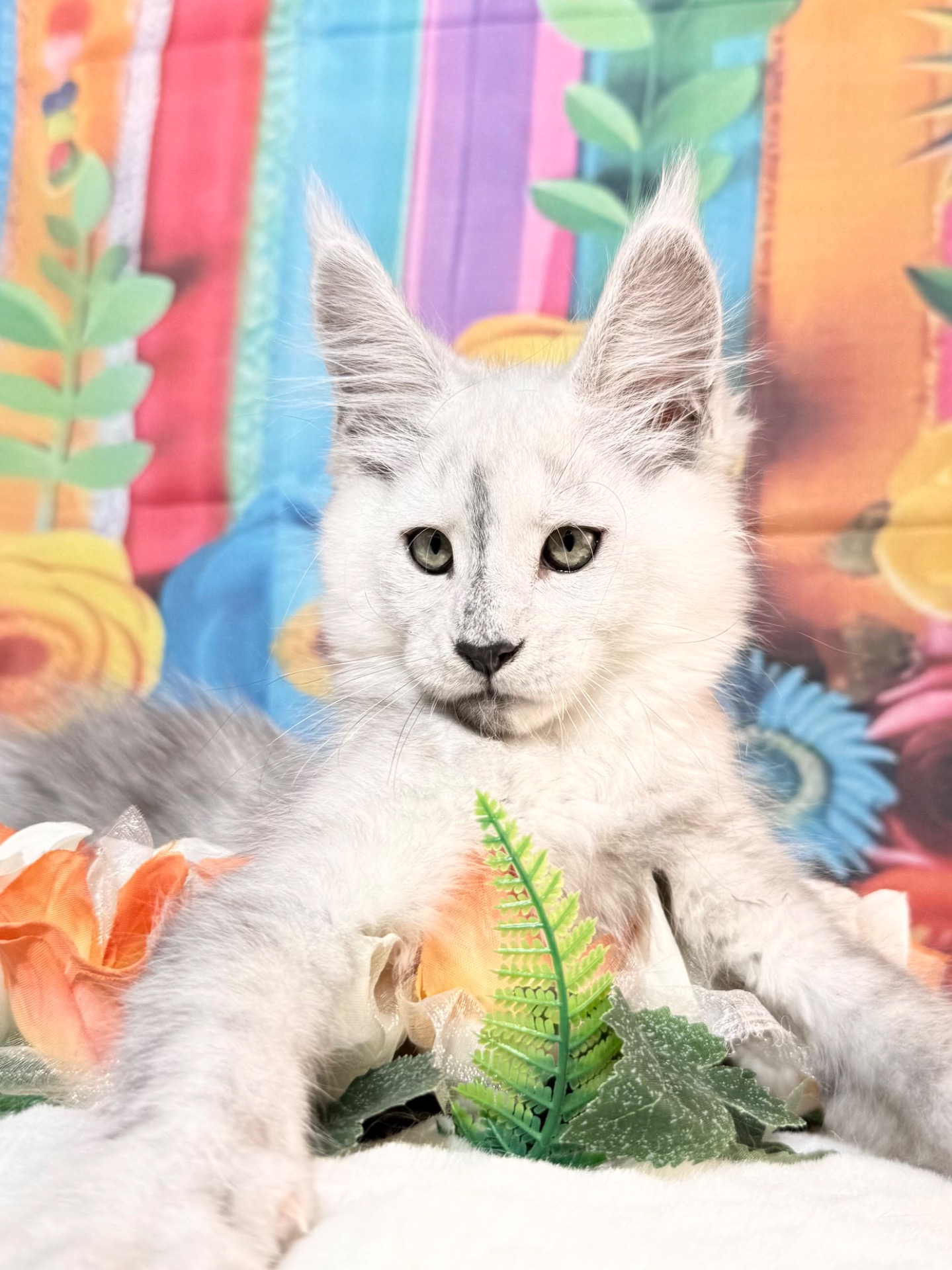 FLOKI , 2.5 mesi (SIERRA X THUNDER)