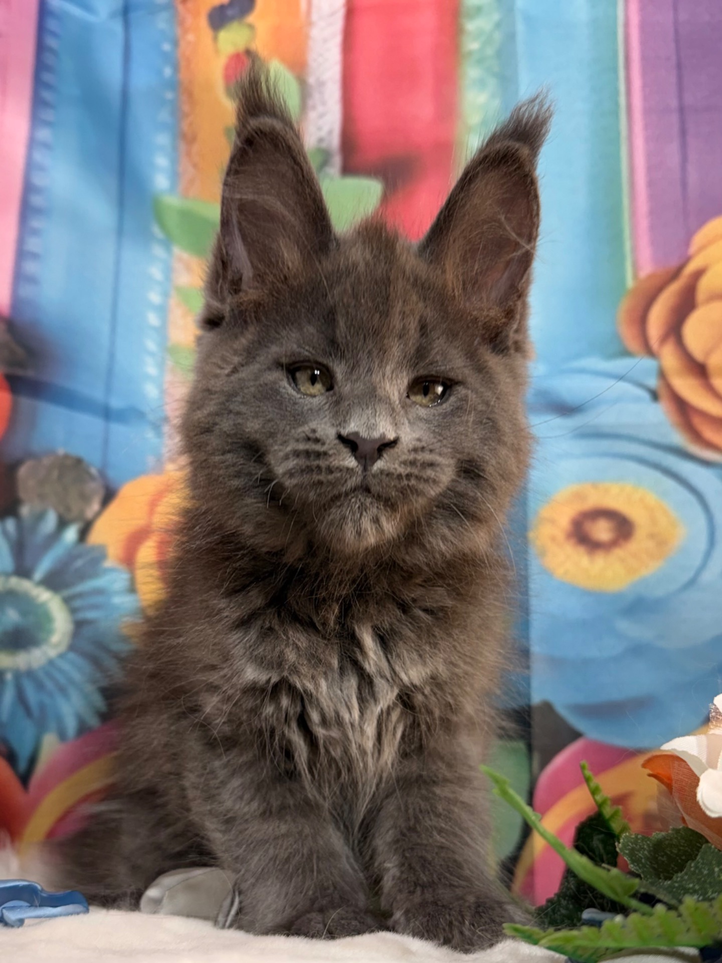 MAGNETO , 2.5 mesi ( SELENE X LOGAN)