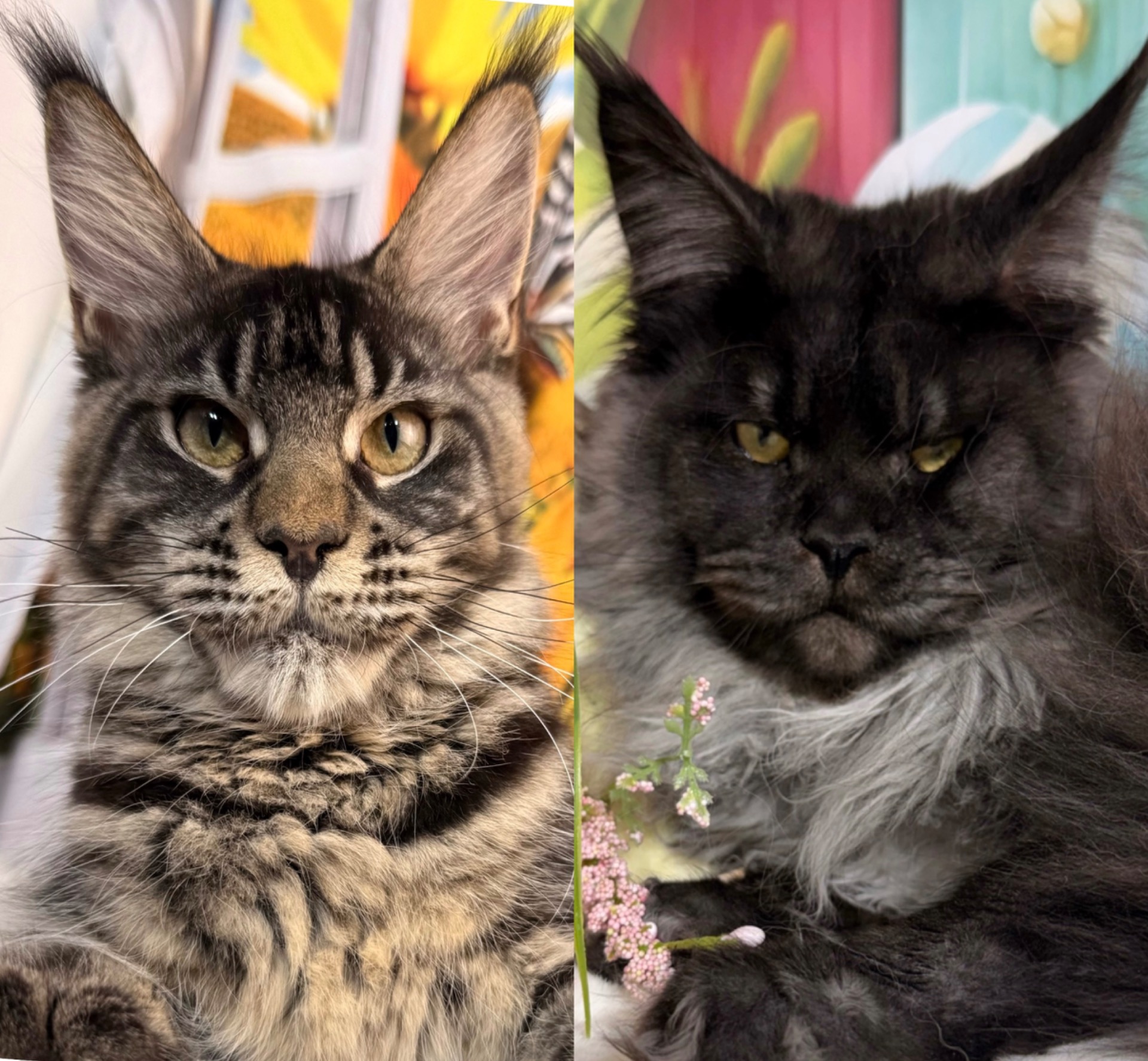 MYSTICA X TYSON