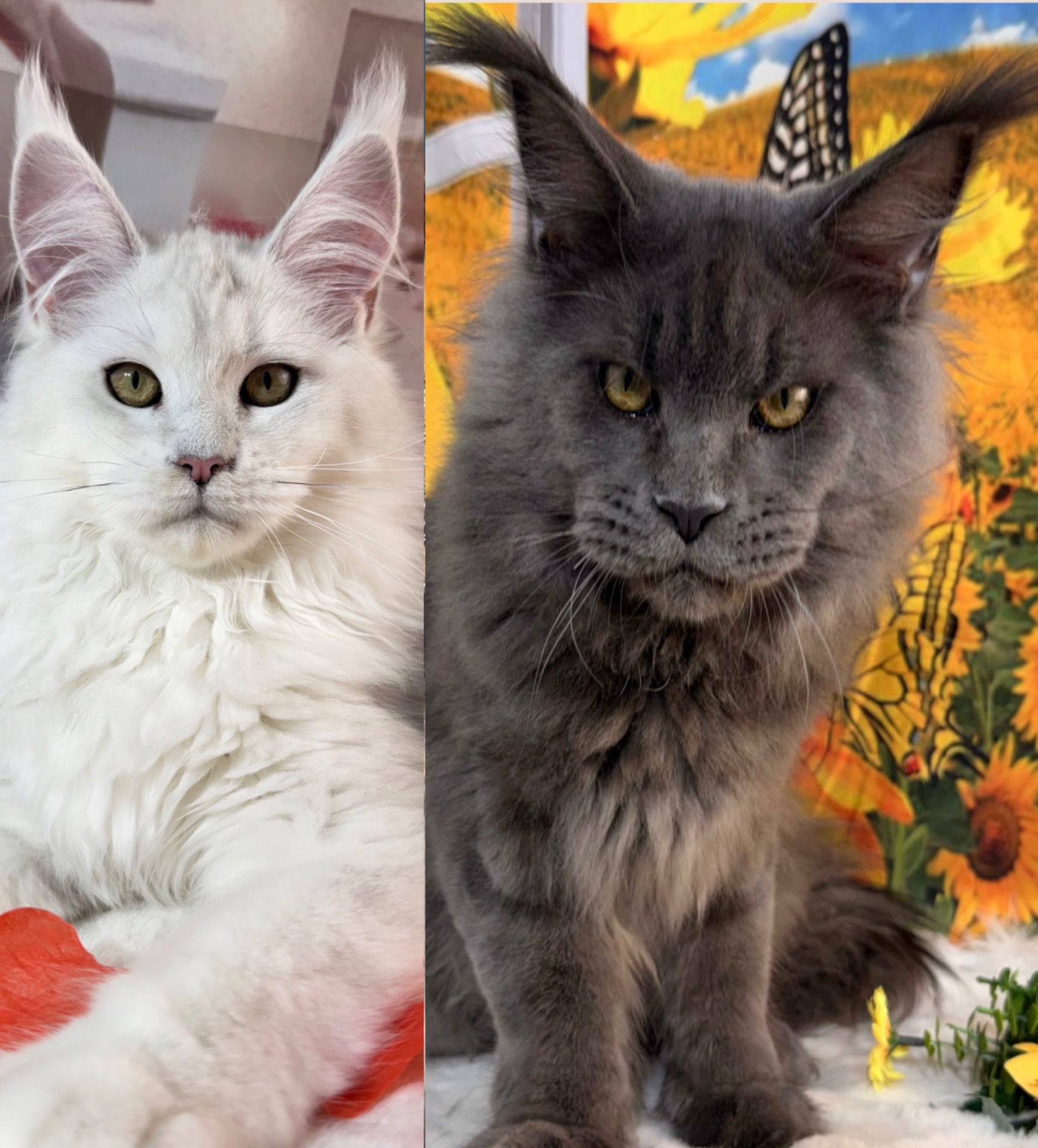 WENDY X TARABAS